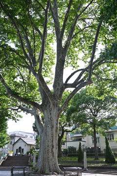 プラタナスの樹の下で