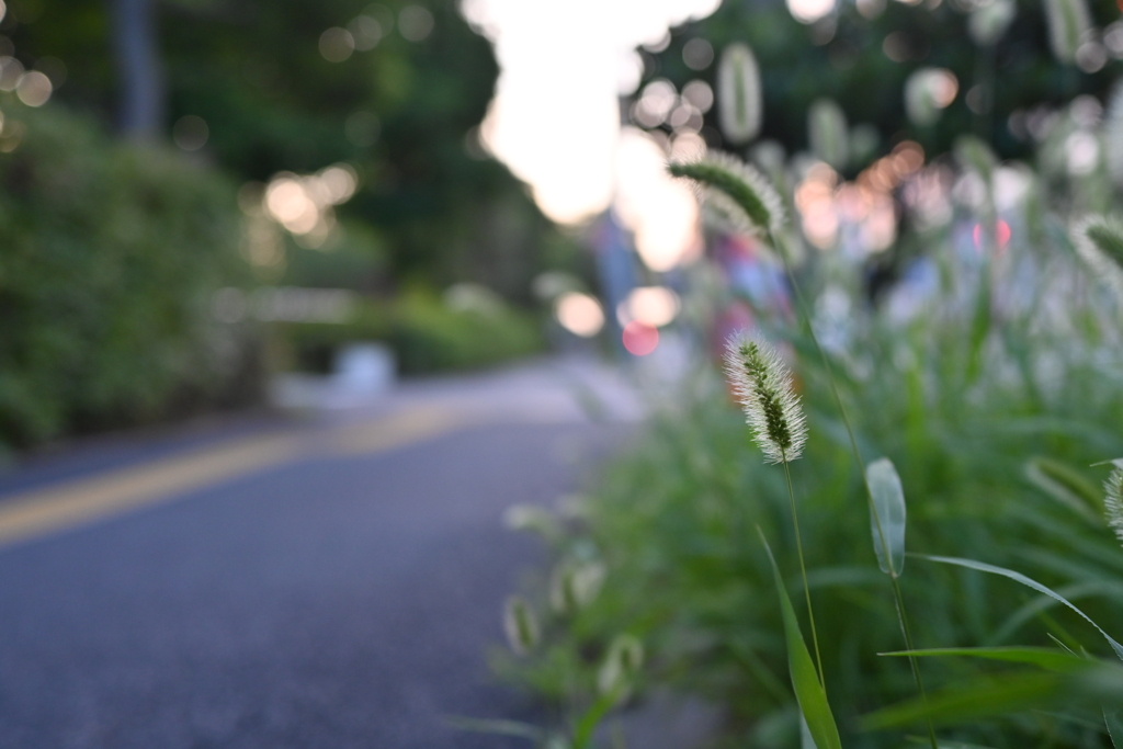 夏草や