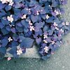 あふれこぼれて(film)