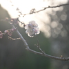 春を告げる朝