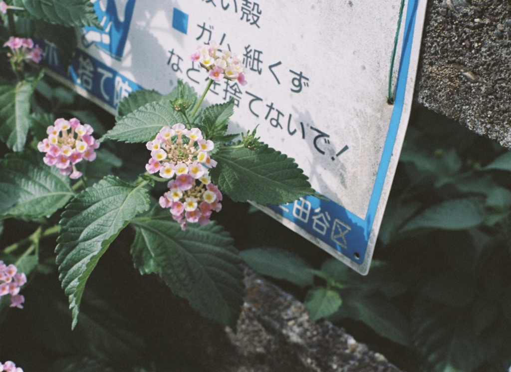 それなり も より美しく
