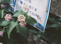 それなり も より美しく