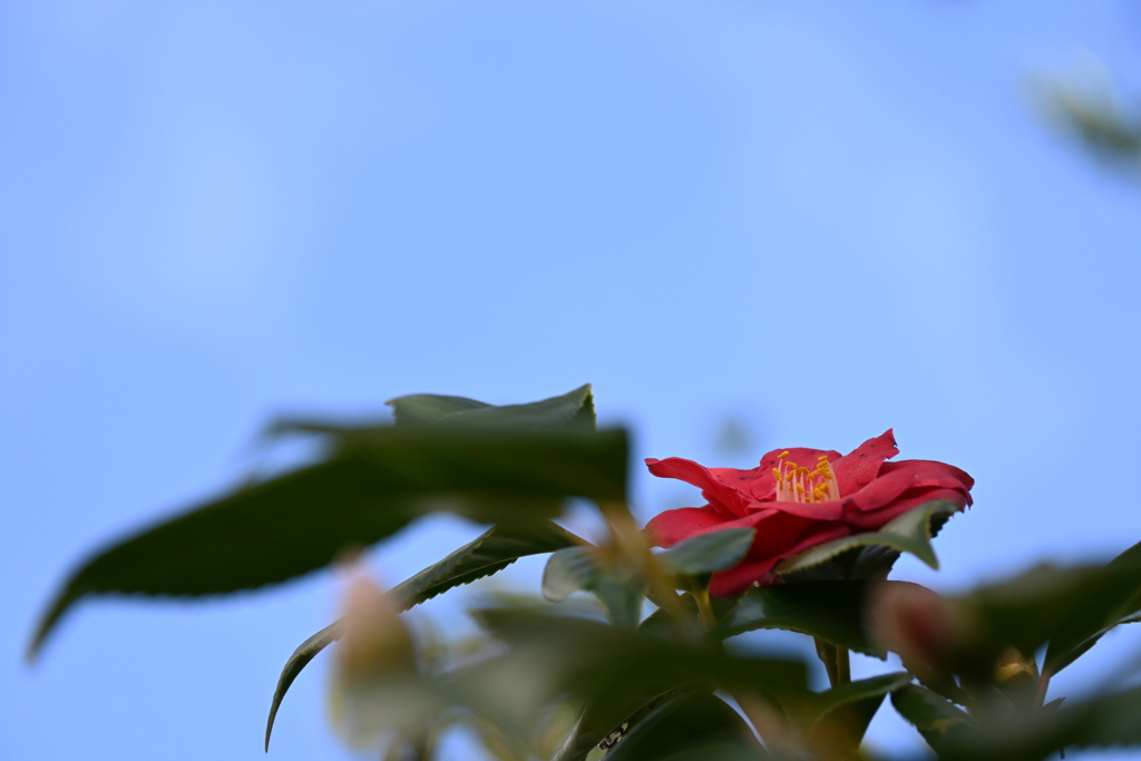 今日は青い空に