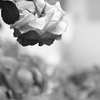 薔薇の字は