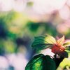 焦がれあこがれ(film)