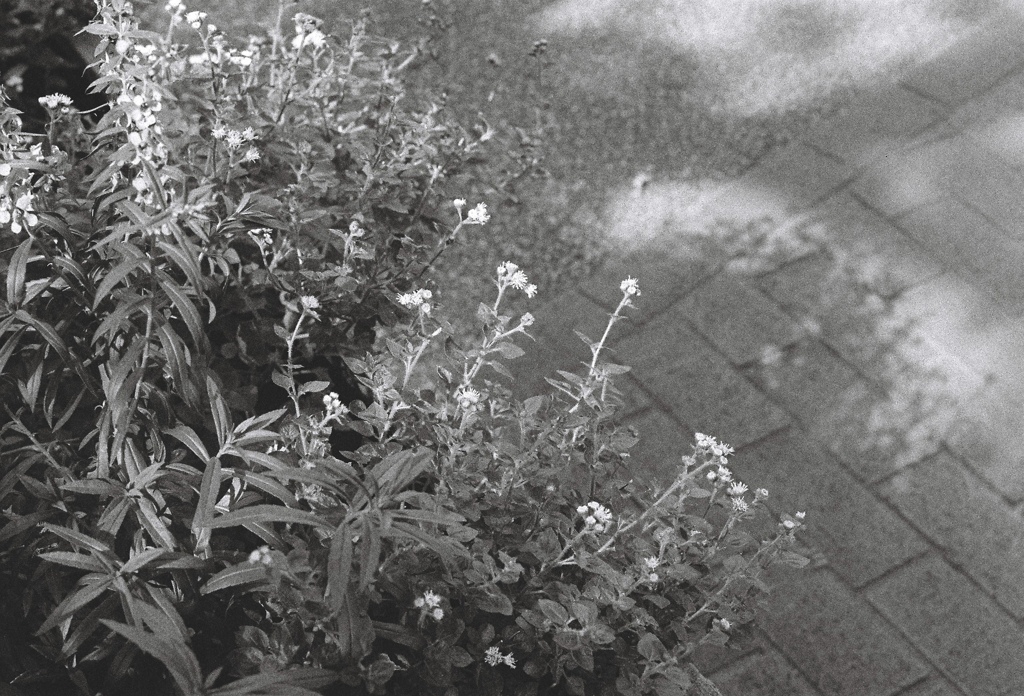 朝の花が告げること(film)