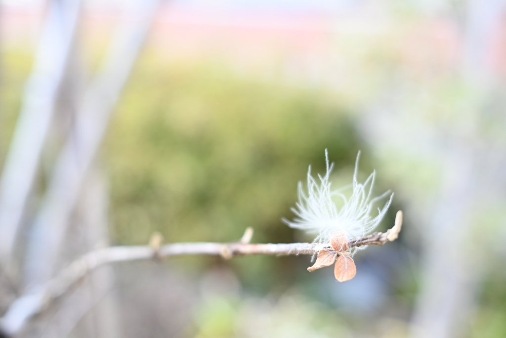 枯れ木に花を咲かせましょう