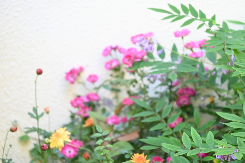 秘密の花園