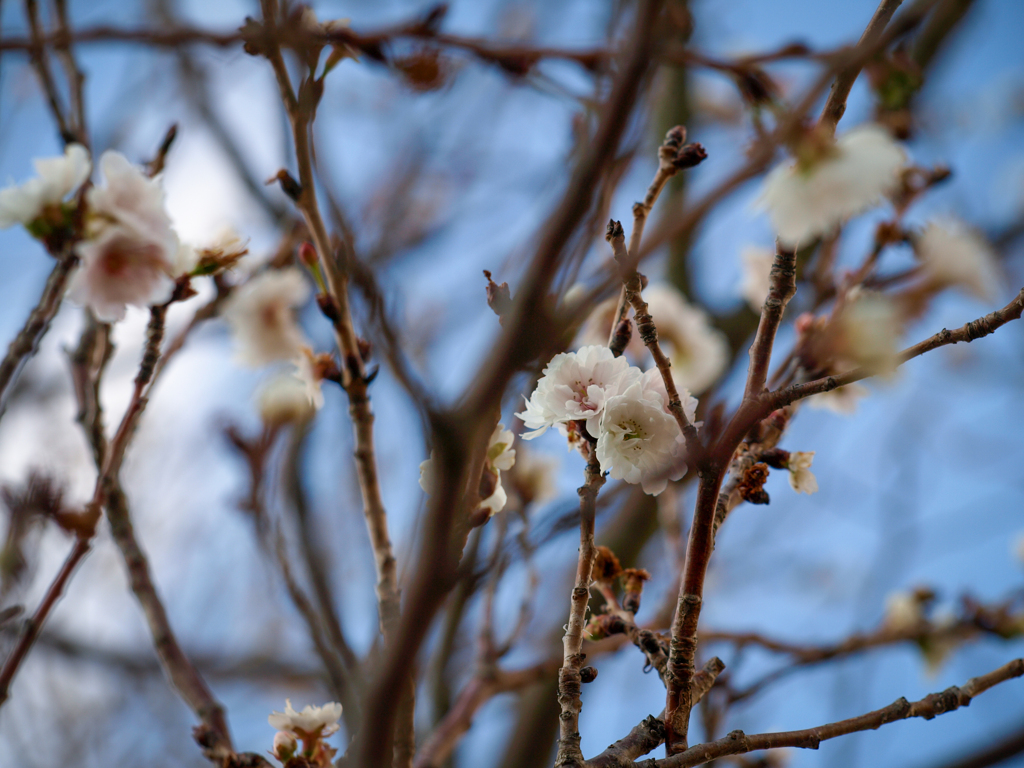 花それぞれに