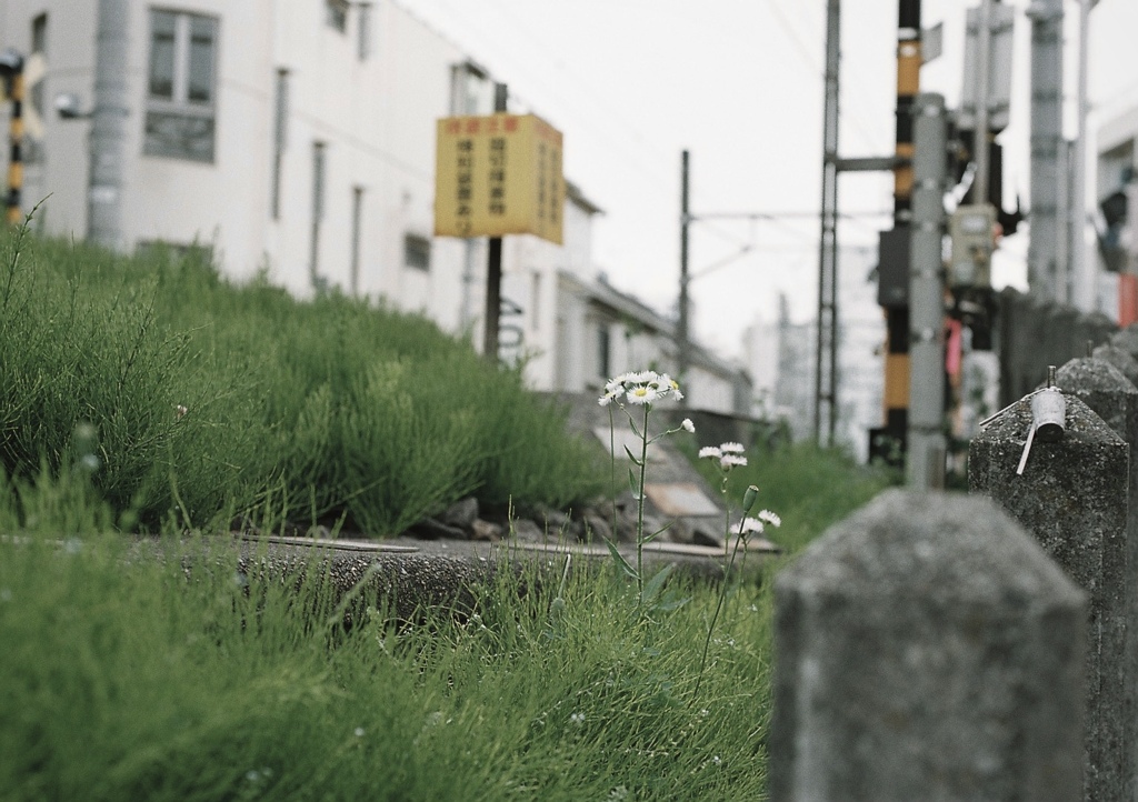 線路傍に咲く(film)