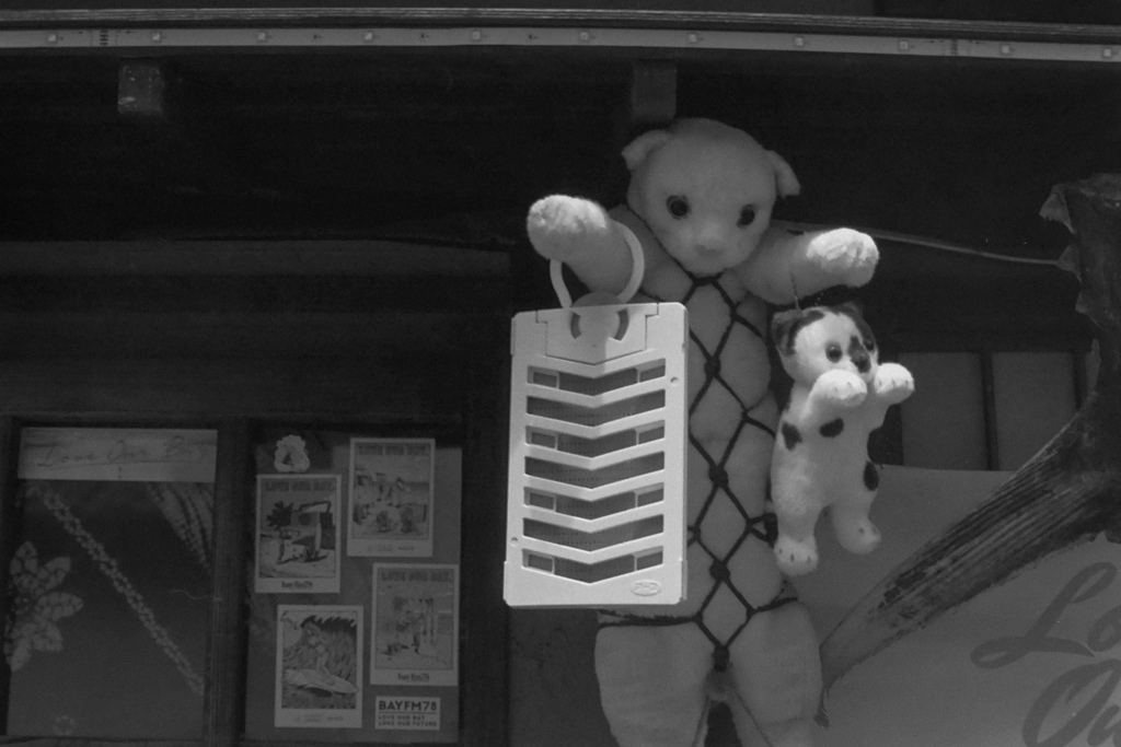 招き猫…夏の装い(film)