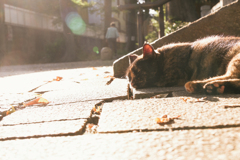 ねむる〜猫の居る景色