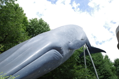 シロナガスクジラ