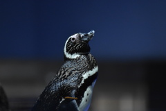 ペンギン♪