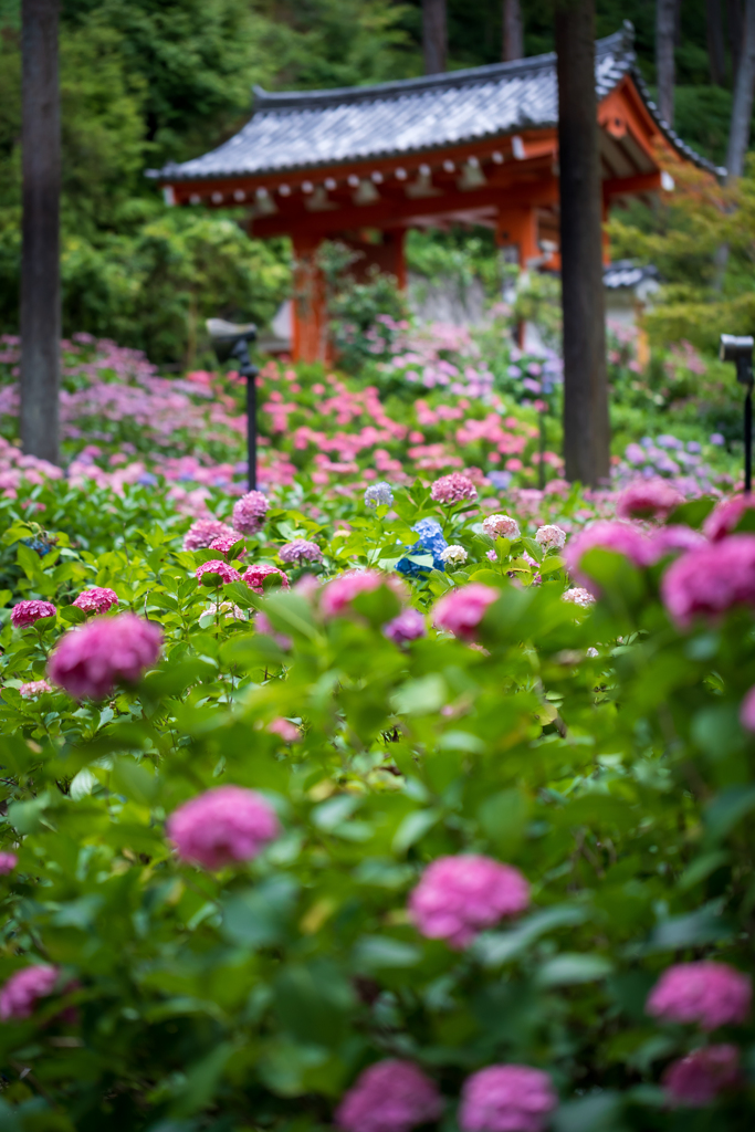 三室戸寺の紫陽花