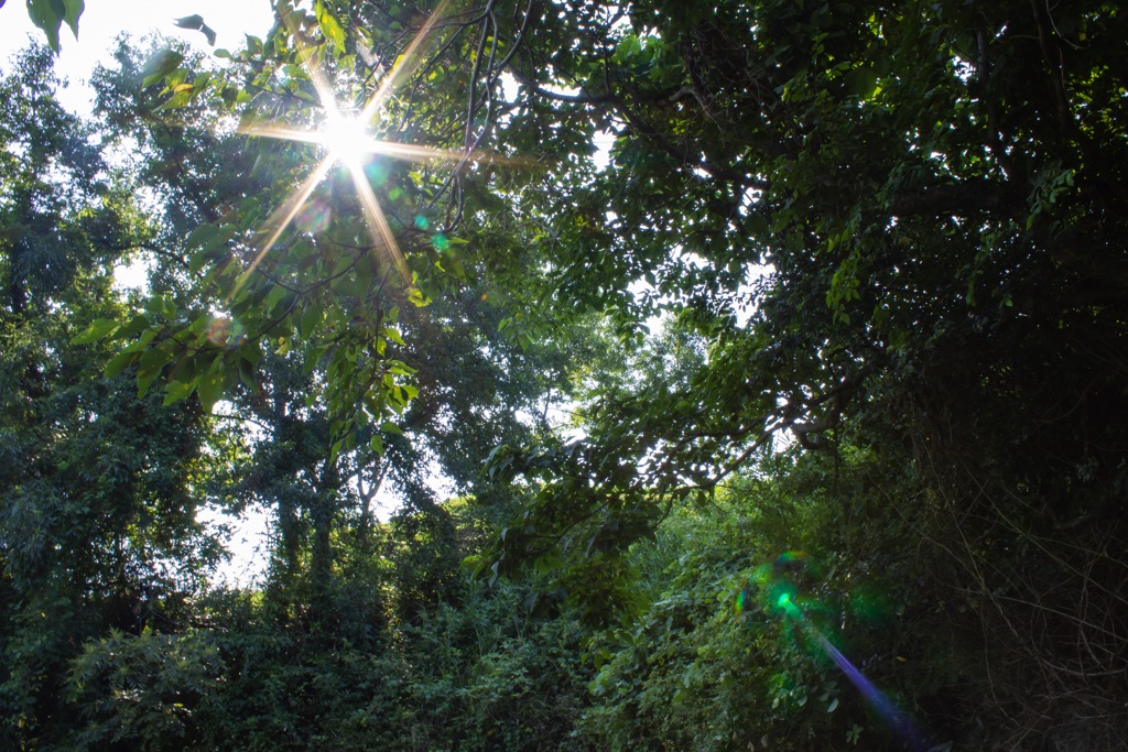 夏の深緑