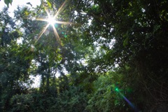 夏の深緑