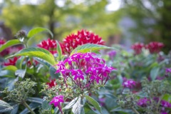 Fruits Flower Park