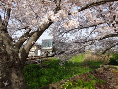 桜と電車