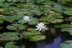 スイレンの花