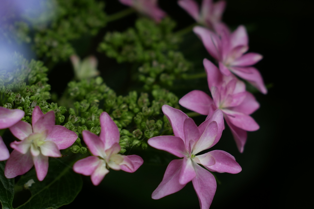 紫陽花の刻