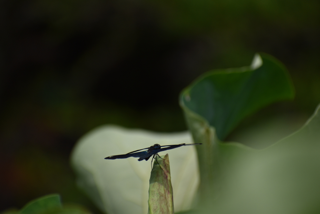 時が止まれば