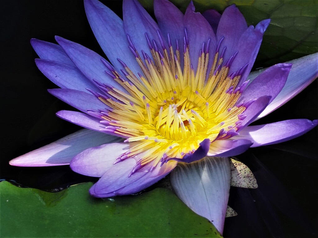 惑美