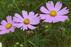 3連秋桜＋緑１