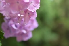 紫陽花