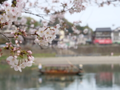 川辺の桜