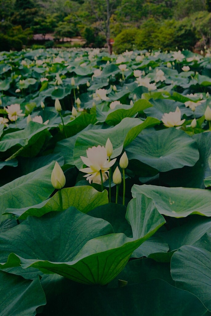 蓮華紀行（賑わう池）