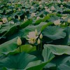 蓮華紀行（賑わう池）