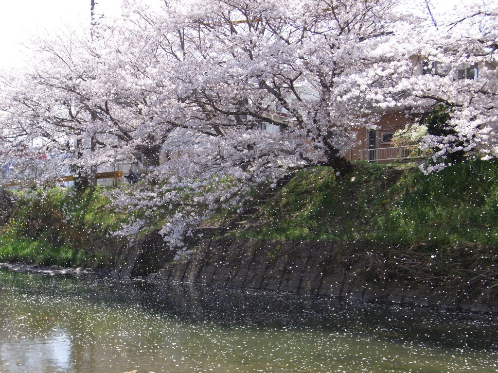 桜乱舞