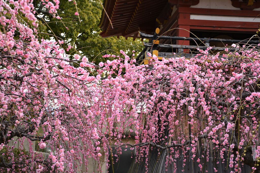 春の匂い