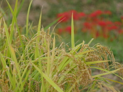 実り