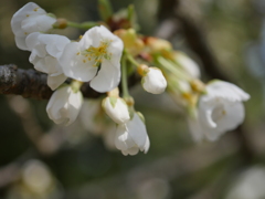 幻の「みどりよしの」今年も咲きました。（2）