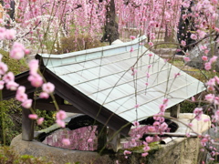 枝垂れの中で