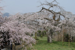 350年咲き続け