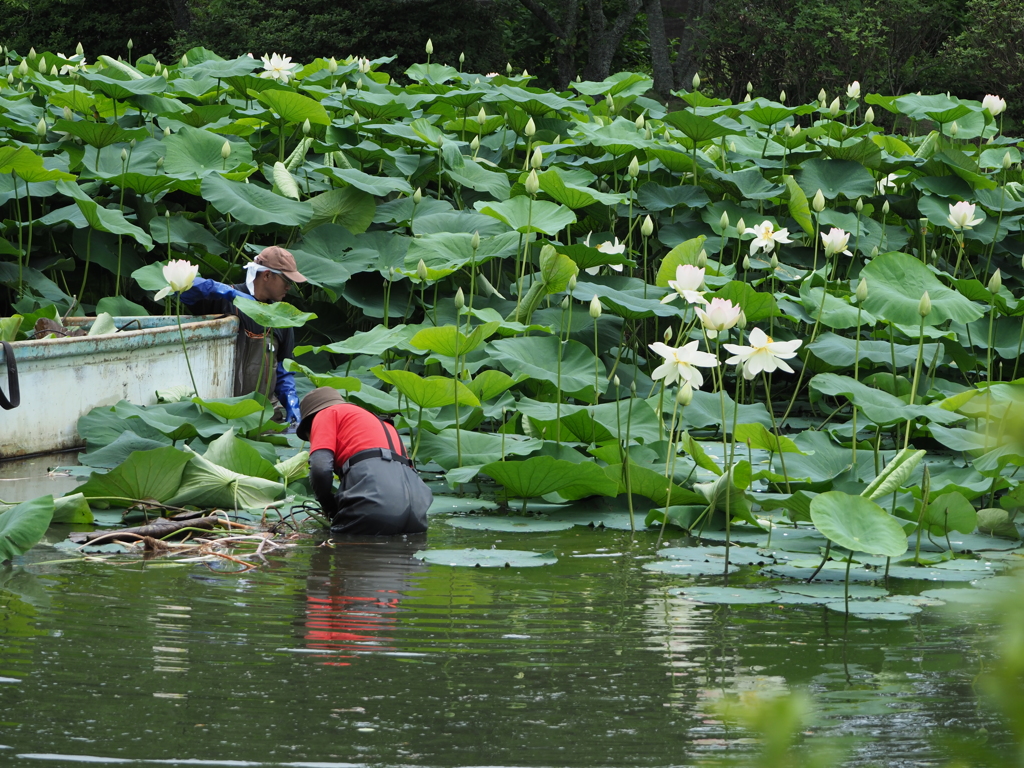 蓮池で