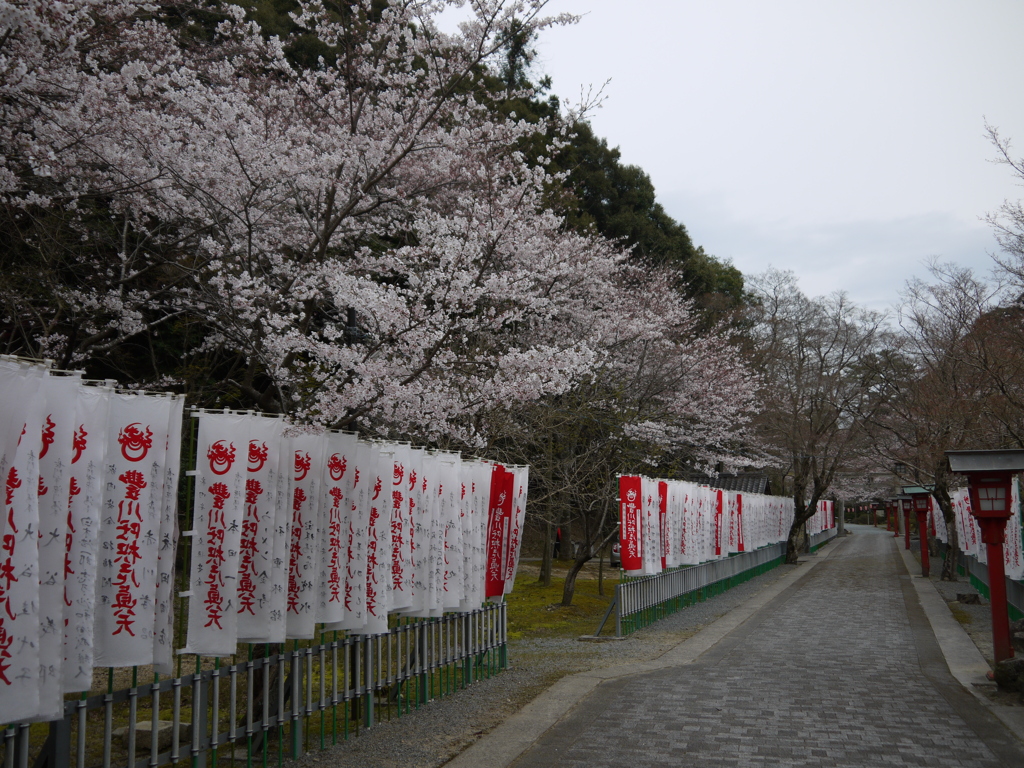 桜参道