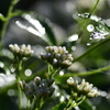 朝露を纏って