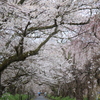春紀行（雨の枝垂れ参道）