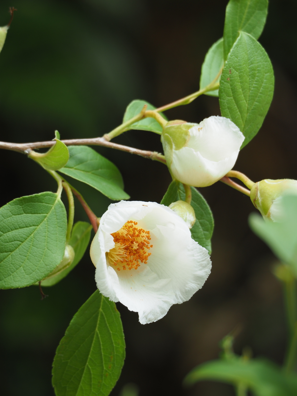 沙羅双樹の花