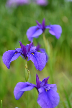 初夏花（紫）