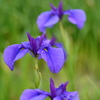 初夏花（紫）