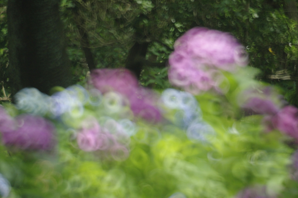 もう一つの紫陽花