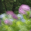 もう一つの紫陽花