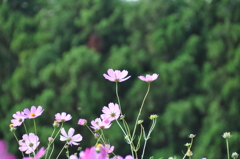 秋桜