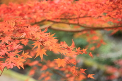 秋紅彩