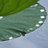 蓮池の小さな世界
